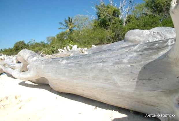 Catalina Island - driftwood on the beach